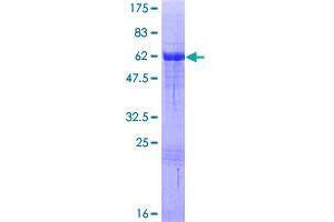 Image no. 1 for Vestigial Like 2 (VGLL2) (AA 1-317) protein (GST tag) (ABIN1324994)