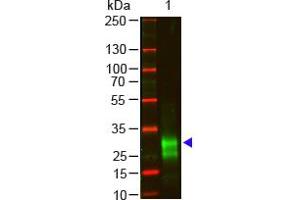 Image no. 1 for Goat anti-Rabbit IgG (F(ab')2 Region) antibody (ABIN301431) (Chèvre anti-Lapin IgG (F(ab')2 Region) Anticorps)