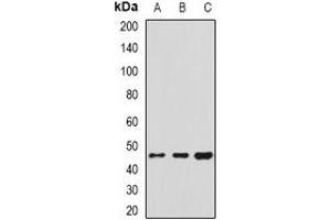 Western blot analysis of HSP47 expression in Hela (A), U251 (B), THP1 (C) whole cell lysates. (SERPINH1 anticorps)