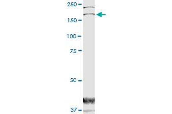 DOCK1 anticorps  (AA 698-803)