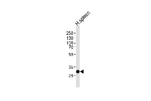 Western blot analysis of lysate from human spleen tissue lysate, using SAP30 Antibody at 1:1000 at each lane. (SAP30 anticorps  (C-Term))