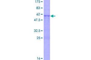 Image no. 1 for Kallikrein 8 (KLK8) (AA 1-260) protein (GST tag) (ABIN1308872)