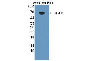 Western blot analysis of the recombinant protein. (IL12B anticorps  (AA 23-324))