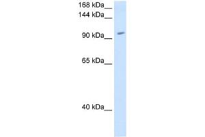 RNF40 antibody used at 1.