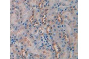 IHC-P analysis of Mouse Tissue, with DAB staining. (Caspase 2 anticorps  (AA 170-333))