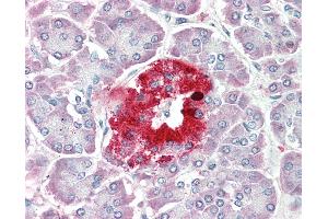 Anti-PCSK1N / PROSAAS antibody IHC staining of human pancreas. (PCSK1N anticorps  (AA 182-193))