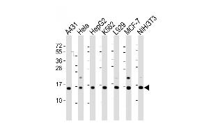 Western Blot at 1:2000 dilution Lane 1: A431 whole cell lysate Lane 2: Hela whole cell lysate Lane 3: HepG2 whole cell lysate Lane 4: K562 whole cell lysate Lane 5: L929 whole cell lysate Lane 6: MCF-7 whole cell lysate Lane 7: NIH/3T3 whole cell lysate Lysates/proteins at 20 ug per lane.