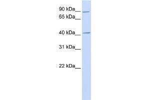 WB Suggested Anti-USAntibody Titration:  0. (USP18 anticorps  (N-Term))