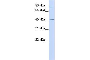 WB Suggested Anti-USAntibody Titration:  0. (USP18 anticorps  (N-Term))