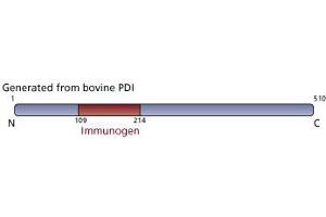 Image no. 2 for anti-Prolyl 4-Hydroxylase, beta Polypeptide (P4HB) (AA 109-214) antibody (ABIN968268) (P4HB anticorps  (AA 109-214))