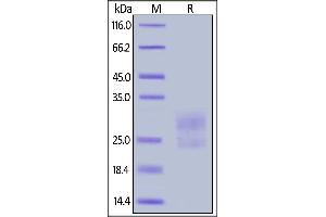 Mouse ICOS (C137S, C138S), His Tag on  under reducing (R) condition.