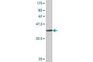 Western Blot detection against Immunogen (37.