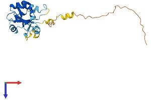AlphaFold protein structure predicition of Mouse Recombinant Nxnl1 Protein, UniprotID Q8VC33