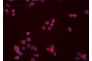 ABIN6277474 staining Hela cells by IF/ICC. (DUSP6 anticorps  (C-Term))