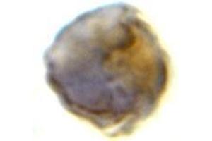 Immunocytochemistry of TLR8 in Daudi cells with this product at 2 μg/ml.