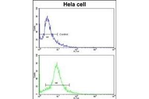 Flow cytometric analysis of hela cells using EIF3H Antibody (C-term)(bottom histogram) compared to a negative control cell (top histogram). (EIF3H anticorps  (C-Term))