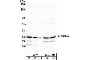 Western Blotting (WB) image for anti-Breast Carcinoma Amplified Sequence 2 (BCAS2) (C-Term) antibody (ABIN7453423)