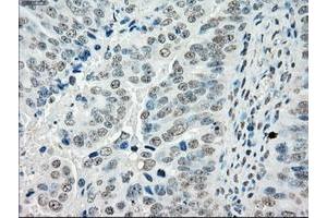 Image no. 10 for anti-P450 (Cytochrome) Oxidoreductase (POR) antibody (ABIN1497744) (POR anticorps)