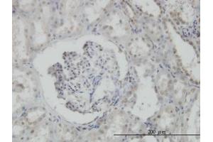 Image no. 4 for anti-N-Methylpurine-DNA Glycosylase (MPG) (AA 1-90) antibody (ABIN598817) (MPG anticorps  (AA 1-90))