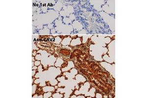 Immunohistochemistry (IHC) image for anti-Caveolin 2 (CAV2) (N-Term) antibody (ABIN6254169)