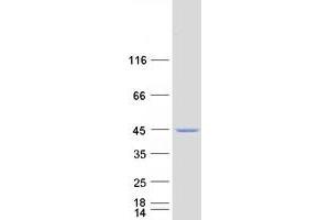 Validation with Western Blot