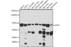Western blot analysis of extracts of various cell lines, using EHD1 Rabbit mAb (ABIN7266911) at 1:1000 dilution. (EHD1 anticorps)