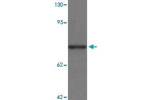 Western blot analysis of PALM3 in MCF-7 cell lysate with PALM3 polyclonal antibody  at 1 ug/mL. (PALM3 anticorps  (N-Term))