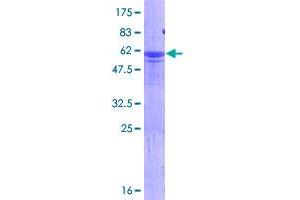 Image no. 1 for Hairy and Enhancer of Split 6 (HES6) (AA 1-224) protein (GST tag) (ABIN1306552)