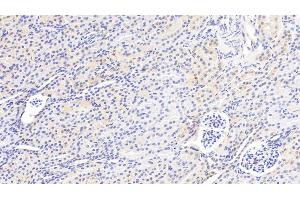 Detection of GSTM2 in Human Kidney Tissue using Polyclonal Antibody to Glutathione S Transferase Mu 2 (GSTM2) (GSTM2 anticorps  (AA 3-218))