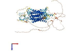 AlphaFold protein structure predicition of Human Recombinant SLCO5A1 Protein, UniprotID Q9H2Y9