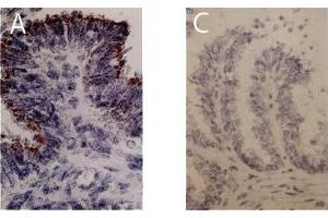 Immunohistochemistry image of FGF-I staining in cryosections ofbovine ovi- duct. (FGF1 anticorps)