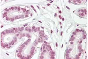 Anti-ZBTB2 antibody IHC staining of human breast. (ZBTB2 anticorps  (AA 450-500))