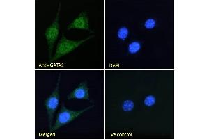 ABIN185449 Immunofluorescence analysis of paraformaldehyde fixed NIH3T3 cells, permeabilized with 0. (GATA1 anticorps  (Internal Region))