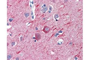 Anti-Alpha Tubulin antibody IHC of human brain, cortex.