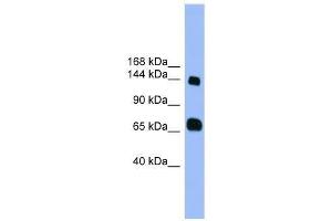 Western Blot showing PLEKHG2 antibody used at a concentration of 1.