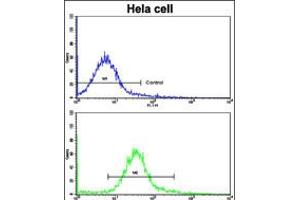 Flow cytometric analysis of hela cells using CA9 Antibody (bottom histogram) compared to a negative control cell (top histogram). (CA9 anticorps  (AA 113-143))