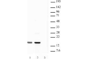Histone H2AX pAb tested by Western blot. (H2AFX anticorps  (C-Term))