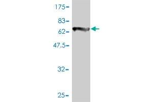 Western Blot detection against Immunogen (72.