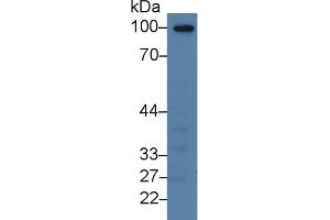 Western Blot; Sample: Human Lung lysate; Primary Ab: 3µg/ml Rabbit Anti-Human TM Antibody Second Ab: 0.