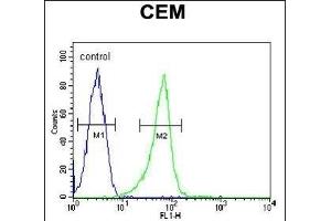 ITGB1BP3 Antibody (Center) (ABIN650725 and ABIN2839412) flow cytometric analysis of CEM cells (right histogram) compared to a negative control cell (left histogram). (ITGB1BP3 anticorps  (AA 156-186))