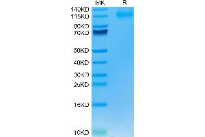 Human FLT3/Flk-2 on Tris-Bis PAGE under reduced condition.