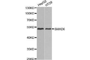 Western Blotting (WB) image for anti-SMAD, Mothers Against DPP Homolog 6 (SMAD6) (AA 257-496) antibody (ABIN3015230) (SMAD6 anticorps  (AA 257-496))