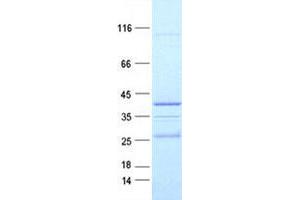 Validation with Western Blot (Neuregulin 4 Protein (NRG4) (GST tag,His tag))