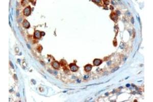 ABIN184952 (2µg/ml) staining of paraffin embedded Human Testis. (ALMS1 anticorps  (C-Term))