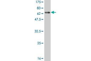 Western Blot detection against Immunogen (57.