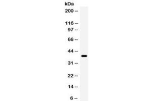 Western blot testing of human HeLa cell lysate with WNT7A antibody. (WNT7A anticorps)