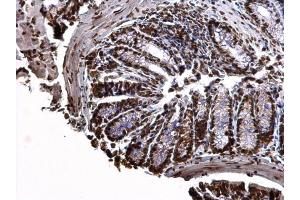 IHC-P Image Histone H3. (Histone H3.3B anticorps  (full length))