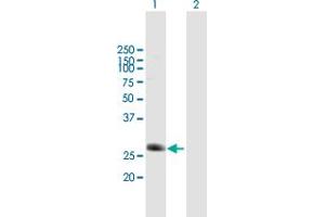 Western Blot analysis of C5orf20 expression in transfected 293T cell line by C5orf20 MaxPab polyclonal antibody. (Chromosome 5 Open Reading Frame 20 (C5ORF20) (AA 1-244) anticorps)