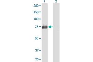 Western Blot analysis of ACSS1 expression in transfected 293T cell line by ACSS1 MaxPab polyclonal antibody. (ACSS1 anticorps  (AA 1-689))