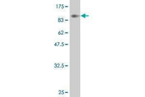 Western Blot detection against Immunogen (85. (YES1 anticorps  (AA 1-543))